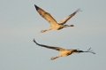 kraanvogel 2